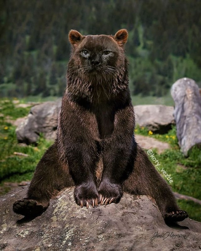 Коты везде