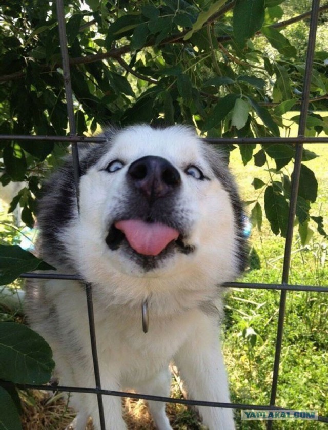 Животные неудачи