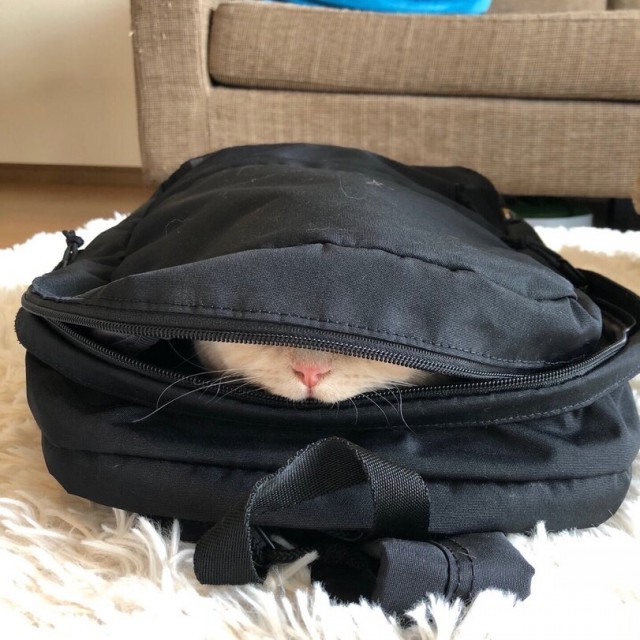 Смешные коты 25.08.20