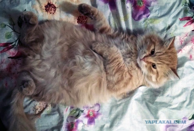 Фотографии, которые доказывают, что кошки самые большие сволочи