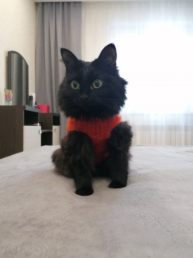 Котовторник. Добавляйте своих