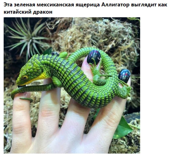 Фото-винегрет-3. Картинки ниапчём и обо всём