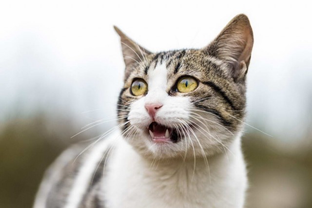 Которник