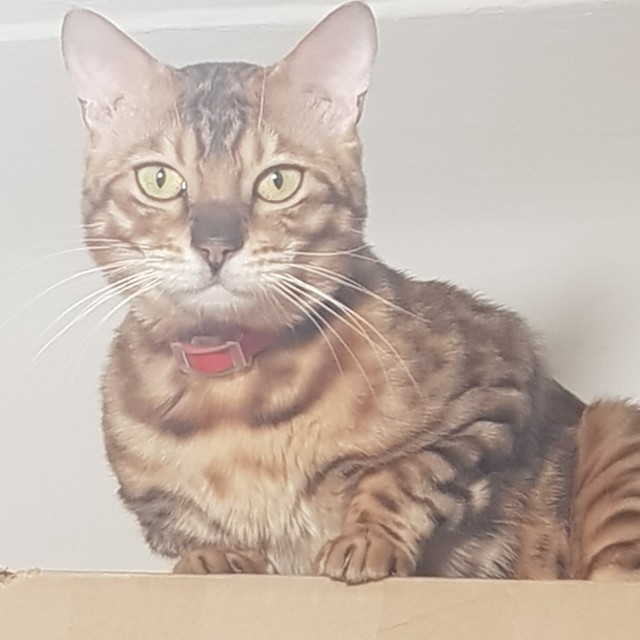 Американские коты - 6