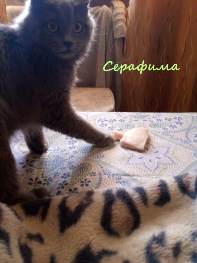 Жизнь домашнего приюта "Котоленд" 322
