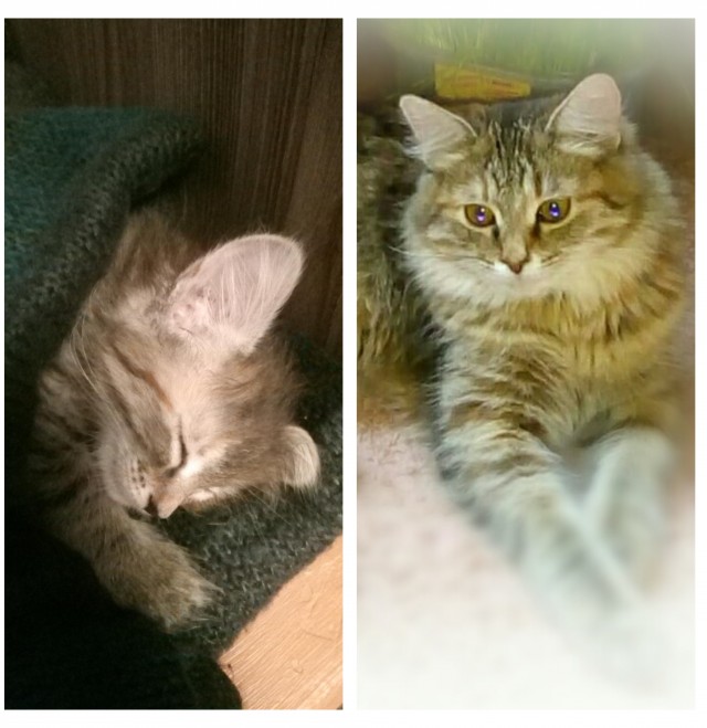 Долой политику, ура котикам!