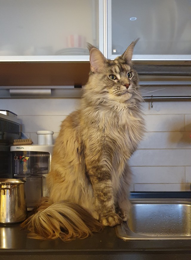 Котодонор