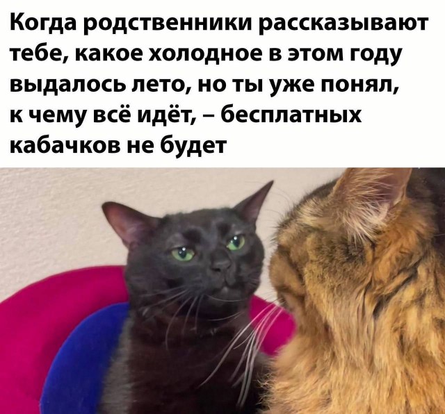 Забавные комментарии из социальных сетей (31.07.23)