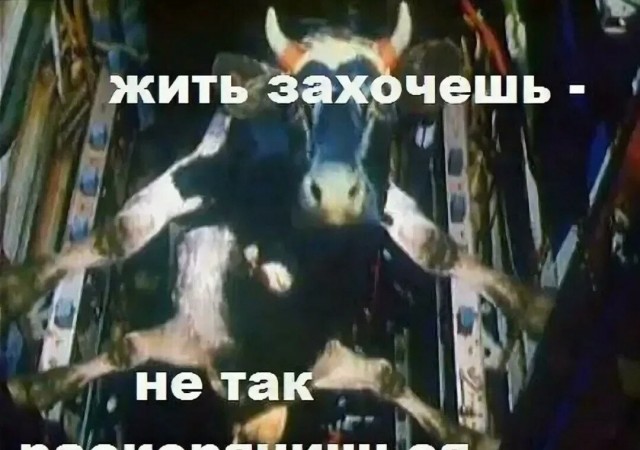 Никита Журавель видимо хочет принять ислам