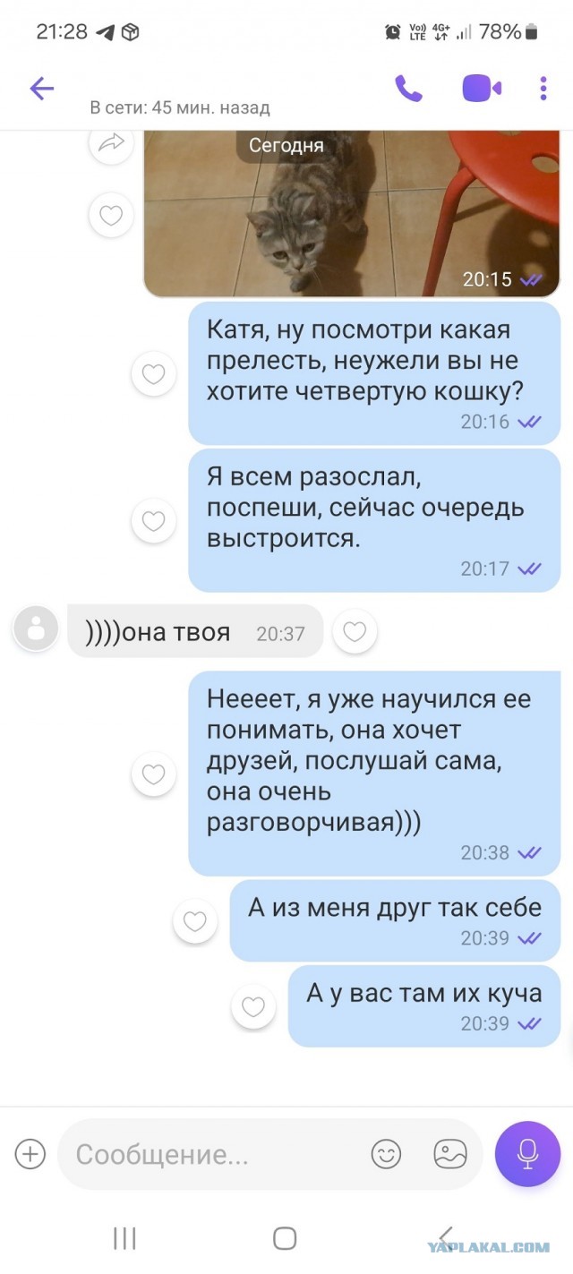 Разговорчивая кошка