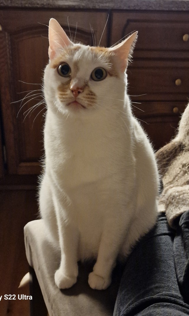 Всех с котовторником