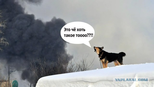 В тг ЯПа это видео