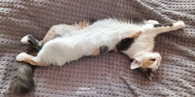 Дачная приблуда сезон 2 (котовторник)