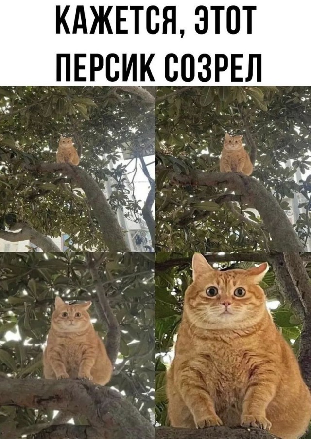 Завалялось тут случайно немного забавных картинок