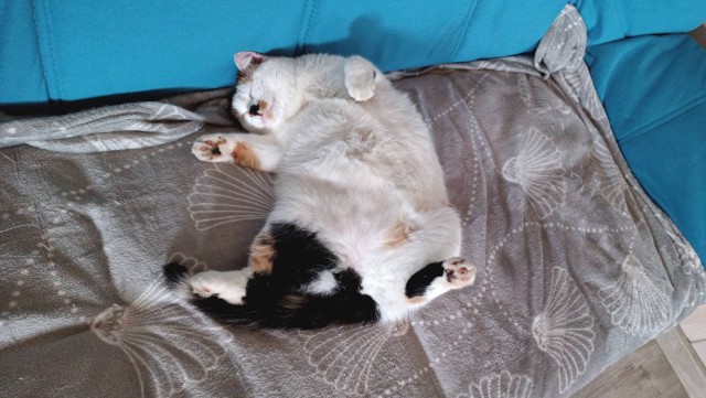 К котовторнику