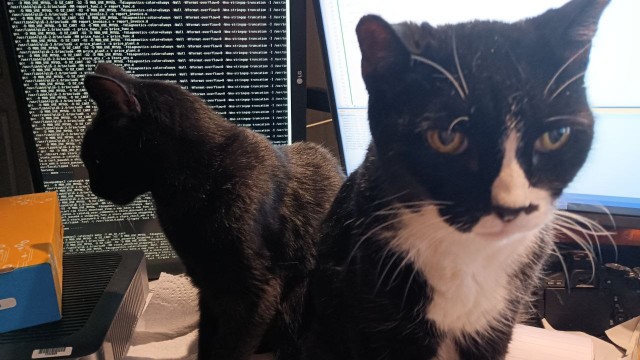 Мой ботанический сад с котами