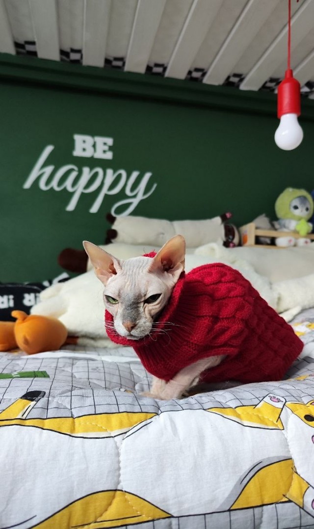 Котовторник 05/11/2024