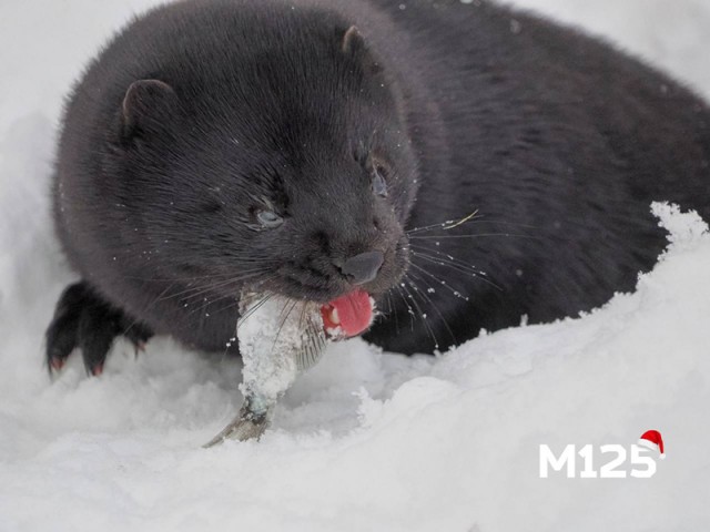 У Яузы поселилась норка, которая позирует на фото и охотится за местными утками