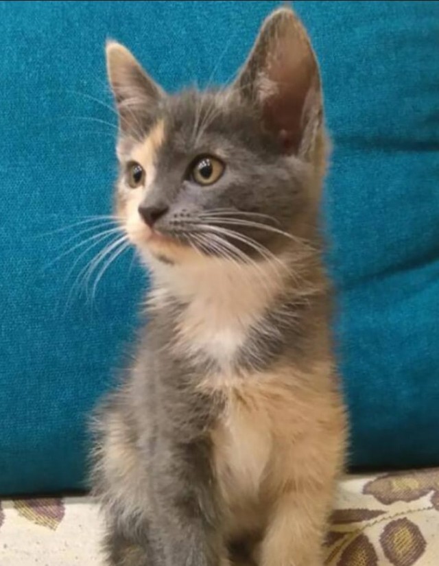 Котовторник!
