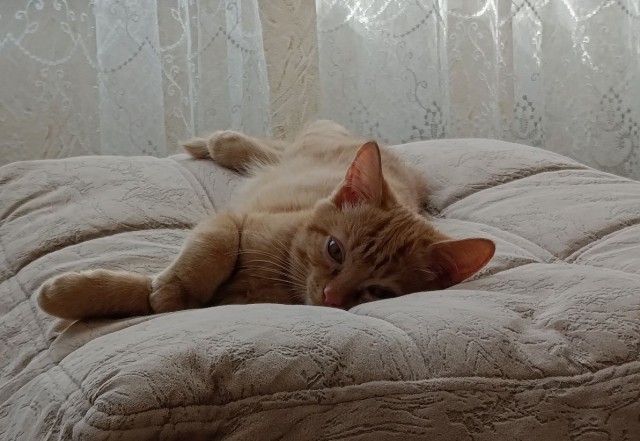 Котовторник! Успел!)