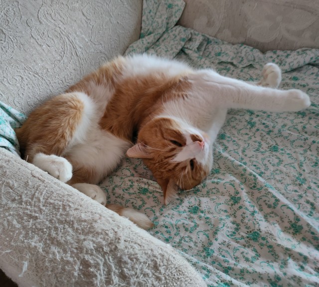 Это что, котовторник?