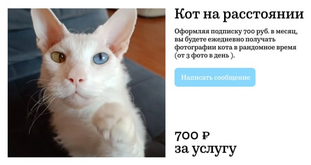 В Москве запустили услугу «кот на расстоянии»