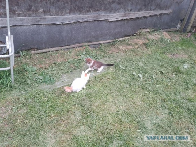 Жизнь домашнего приюта для котеек 554