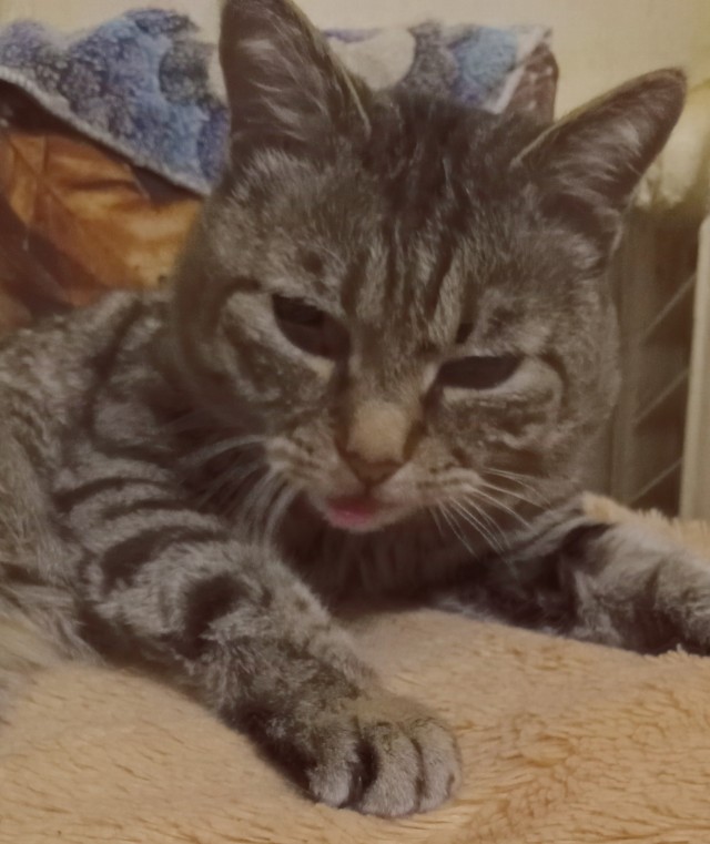 А котовторник уже пришёл?