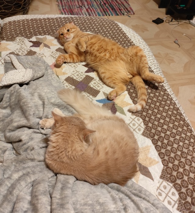 А котовторник уже пришёл?