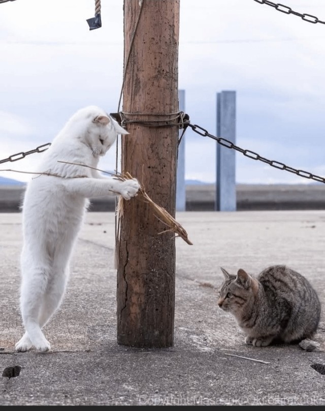 Котиков много не бывает))) отдохните от суетного мира