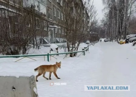 Москвичам объяснили причины появления лисиц неопрятного вида