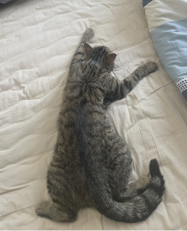 Принимайте в свои ряды которабы
