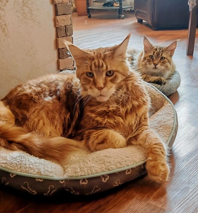 Котовторник