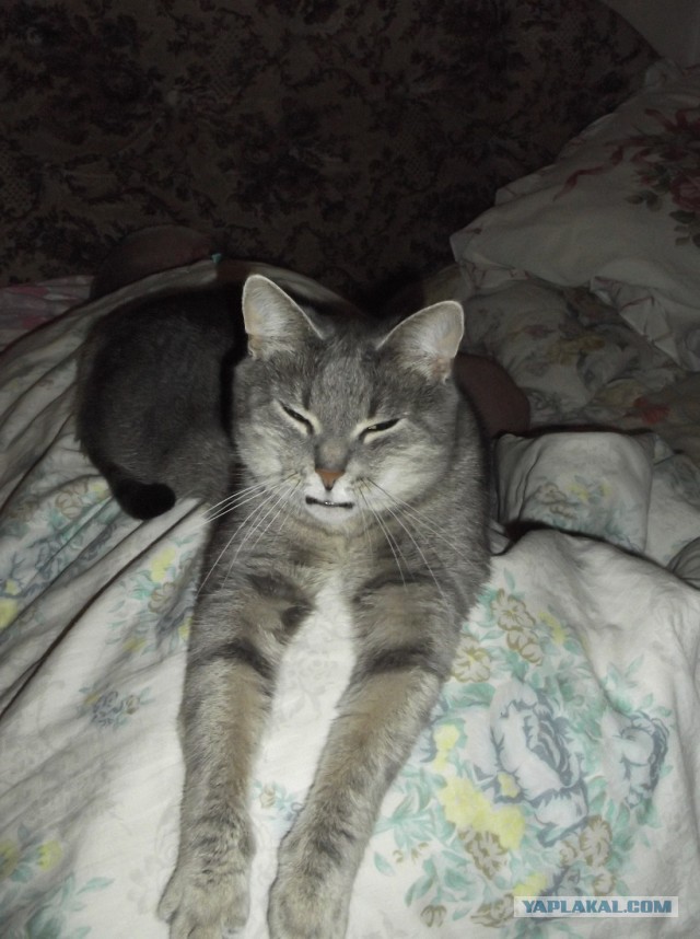 Котовторник  30.07.2013
