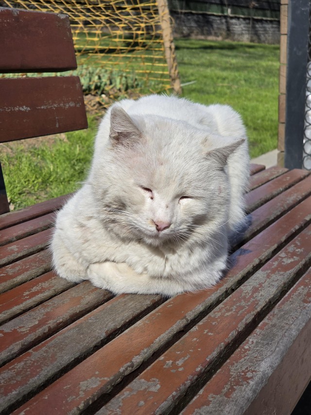 Уличные кошки Стамбула — 2