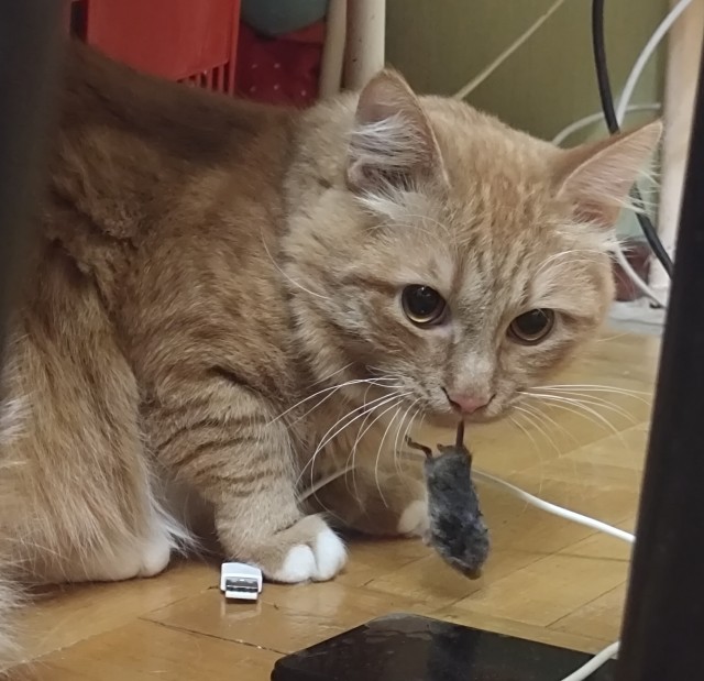 Котовторник. Бог пришёл