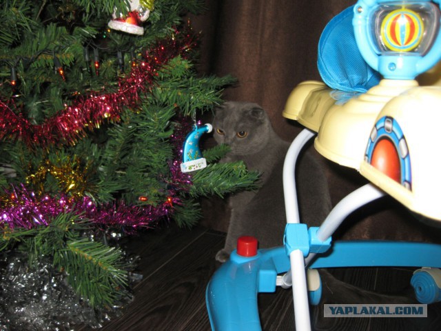 Котовторник   31.12.  2013