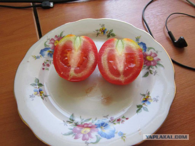 Как выглядят помидоры внутри ГМО продукты - ЯПлакалъ