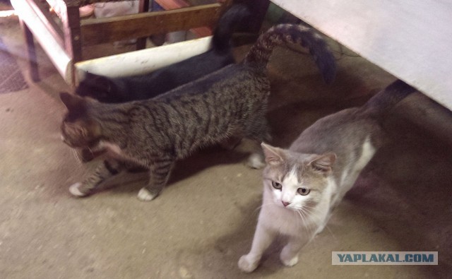 С Котовторником!
