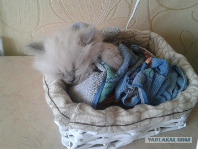 Котовторник 26.08.14.