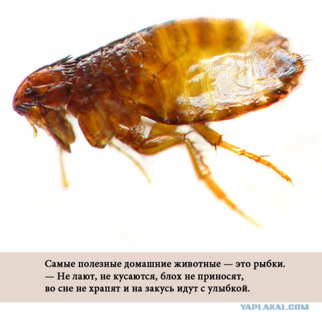 Еда Под электронным микроскопом. (часть 2)
