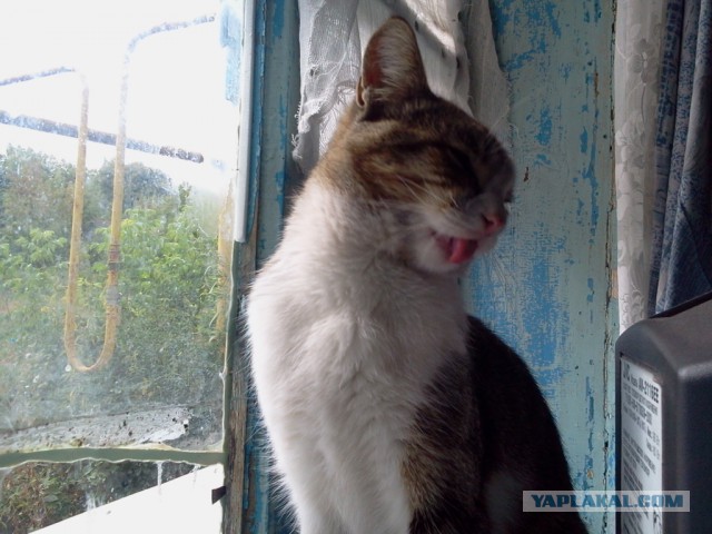 Котовторник 15-09-2015 !