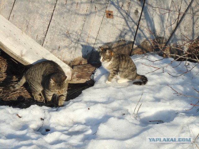 Мой личный котоленд 14