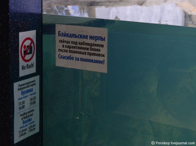 День 18. Владивостокский океанариум на острове Русский