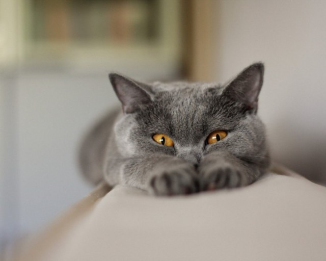 Коты и Кошки