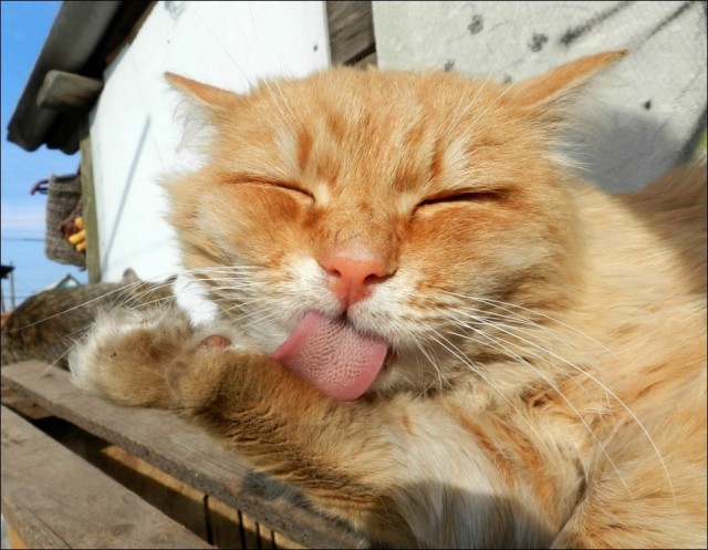 Коты и Кошки