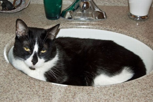 Коты и Кошки