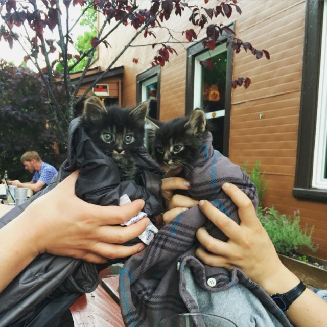 Коты и Кошки