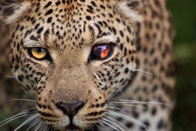 Живность из сети
