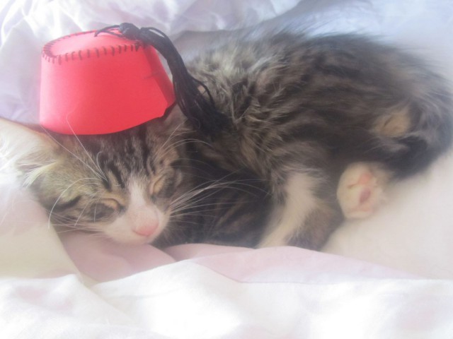 Коты и Кошки